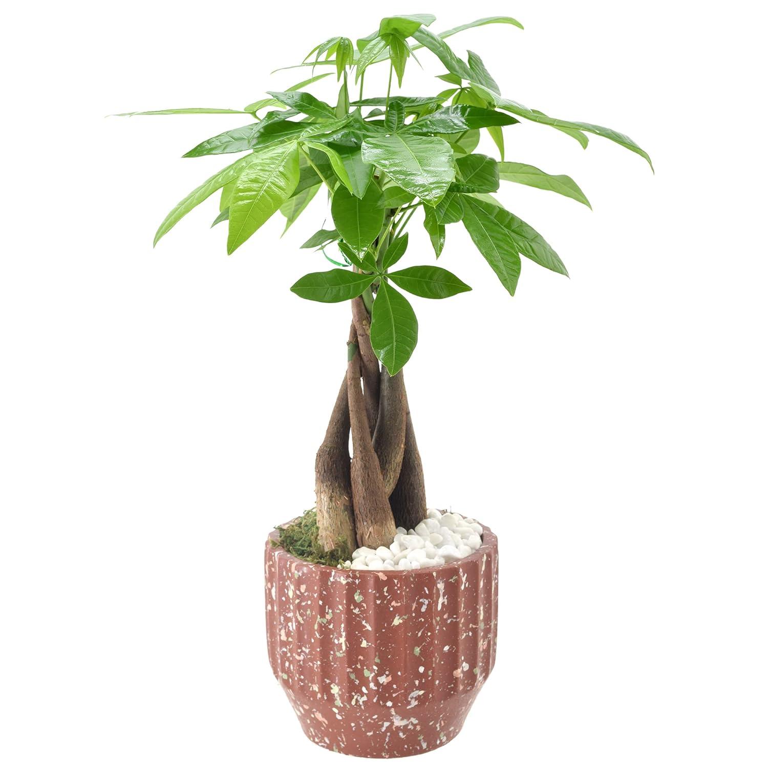 Arcadia Garden Products Live Money Tree (Pachira Aquatica) (Jade Plant) Plant in Ceramic Planter