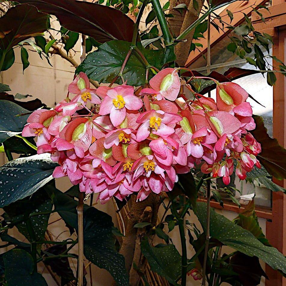 Begonia Maculata, Polka Dot Begonia - Pot Size: 3.5" - Colorful Foliage, Plants