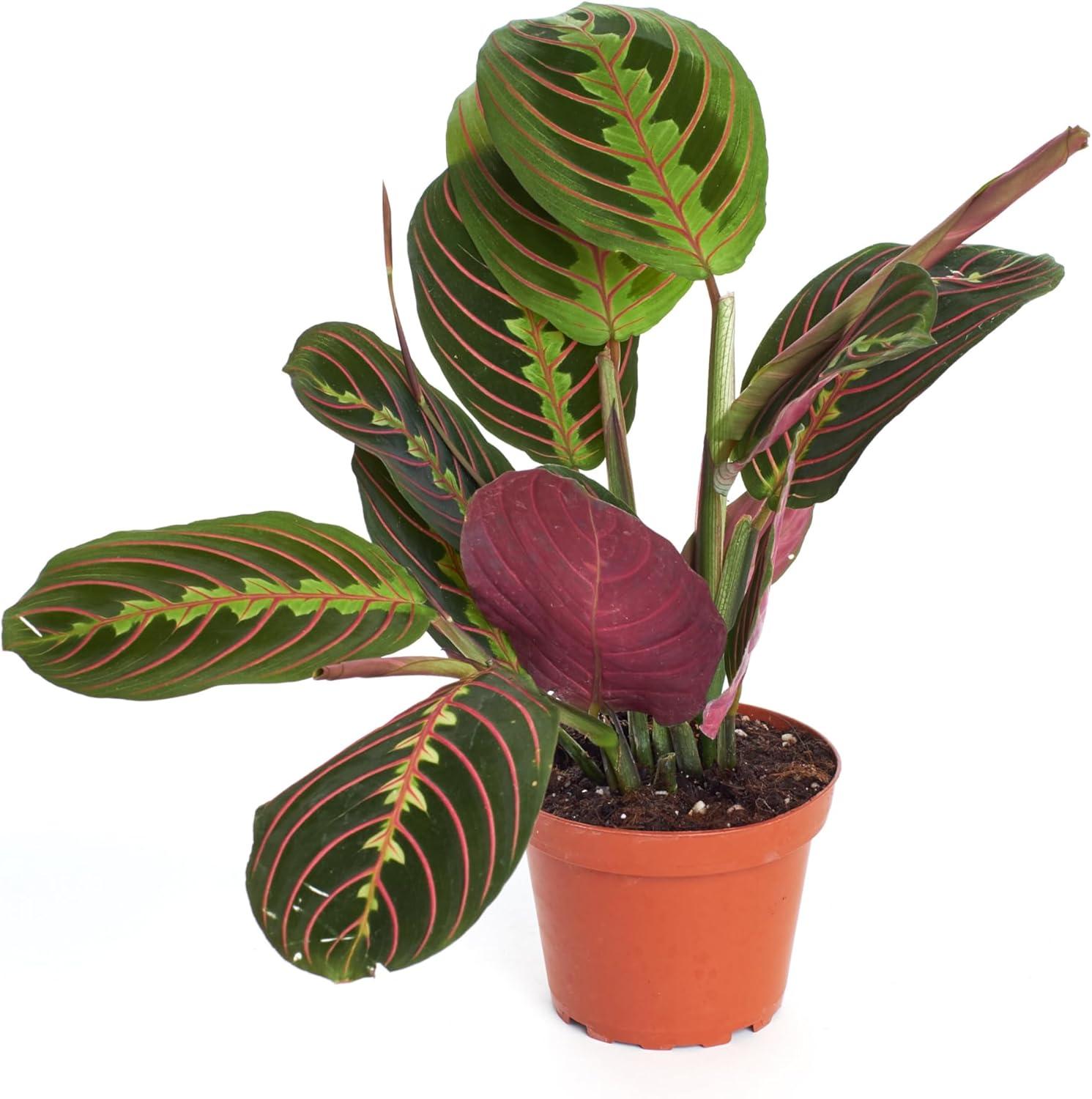 Large Maranta Red Prayer Plant in Brown Grower Pot