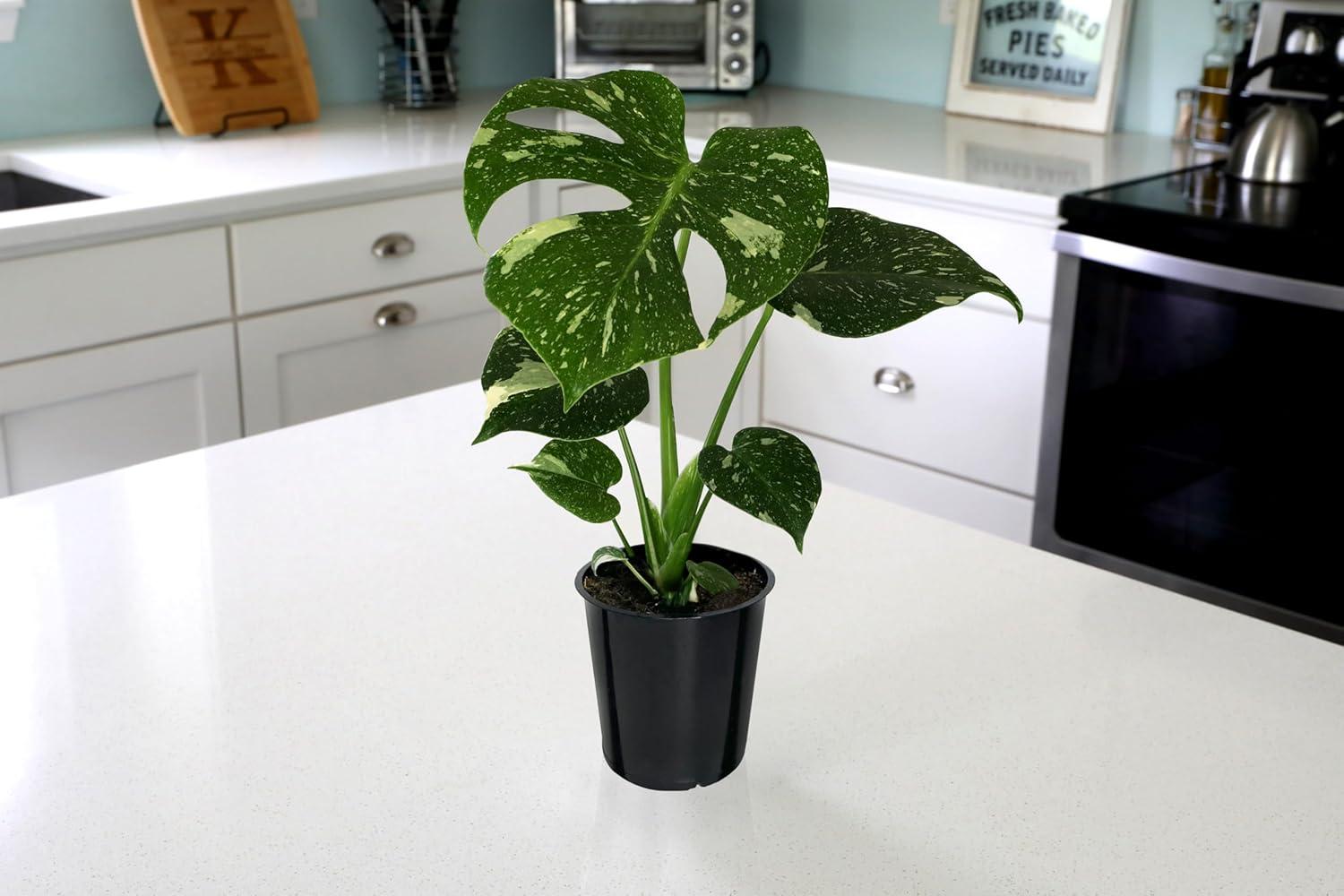 Wild Interiors Thai Constellation Green and Cream Monstera Live Plants in 5” Grower Pot, House Plant, Bright Indirect Light