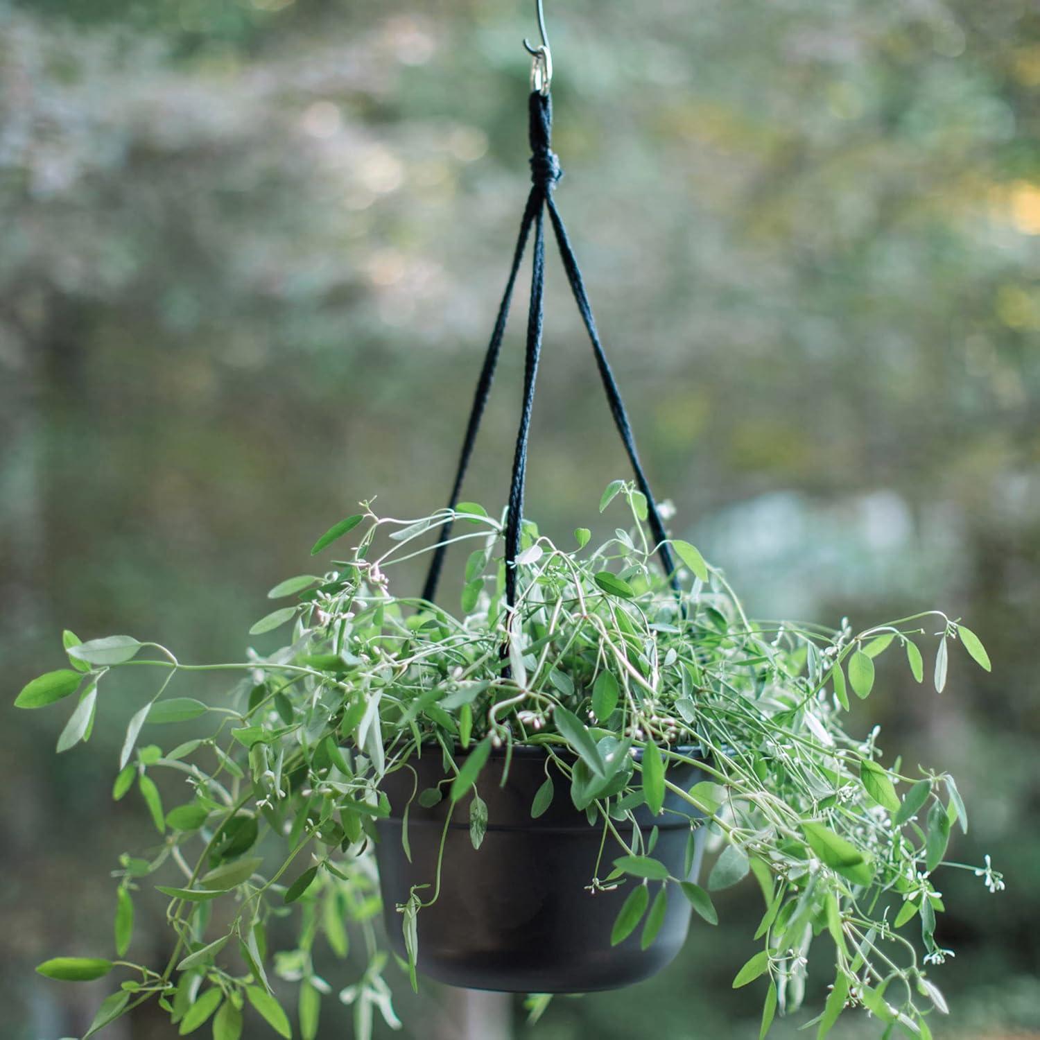 Bloem 6.8 in. H X 12.4 in. D Resin Dura Cotta Hanging Basket Terracotta Clay