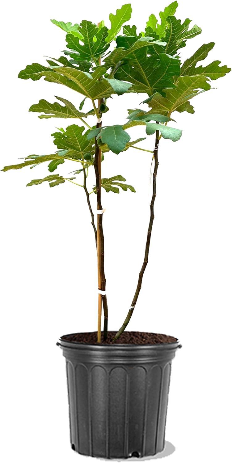 Brown Turkey Fig Tree in Black Pot, 2-3ft Tall