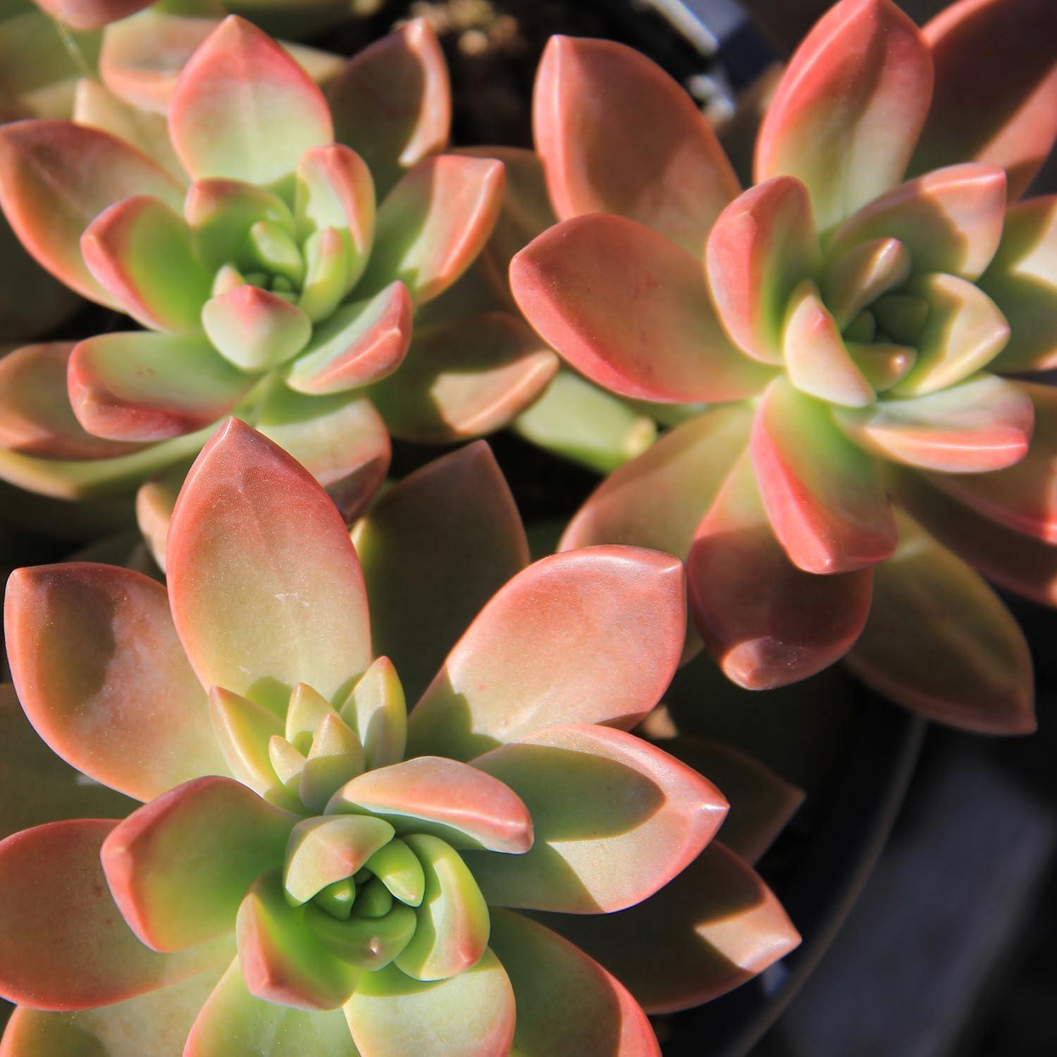 Altman Specialty Plants Live Succulent Plant in Nursery Pot