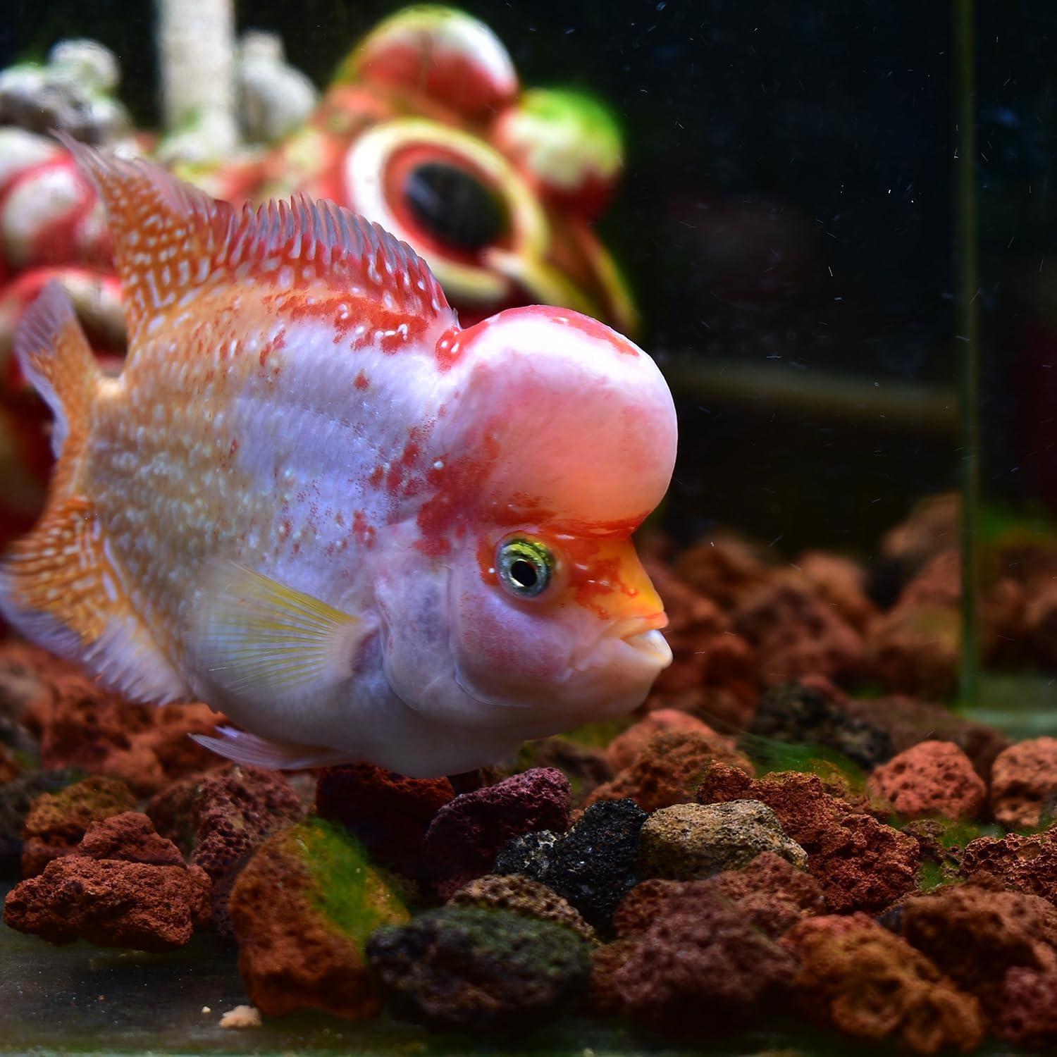 400g Sphere Bio-Filter Media for Marine and Freshwater Aquariums, Red Volcanic Rock