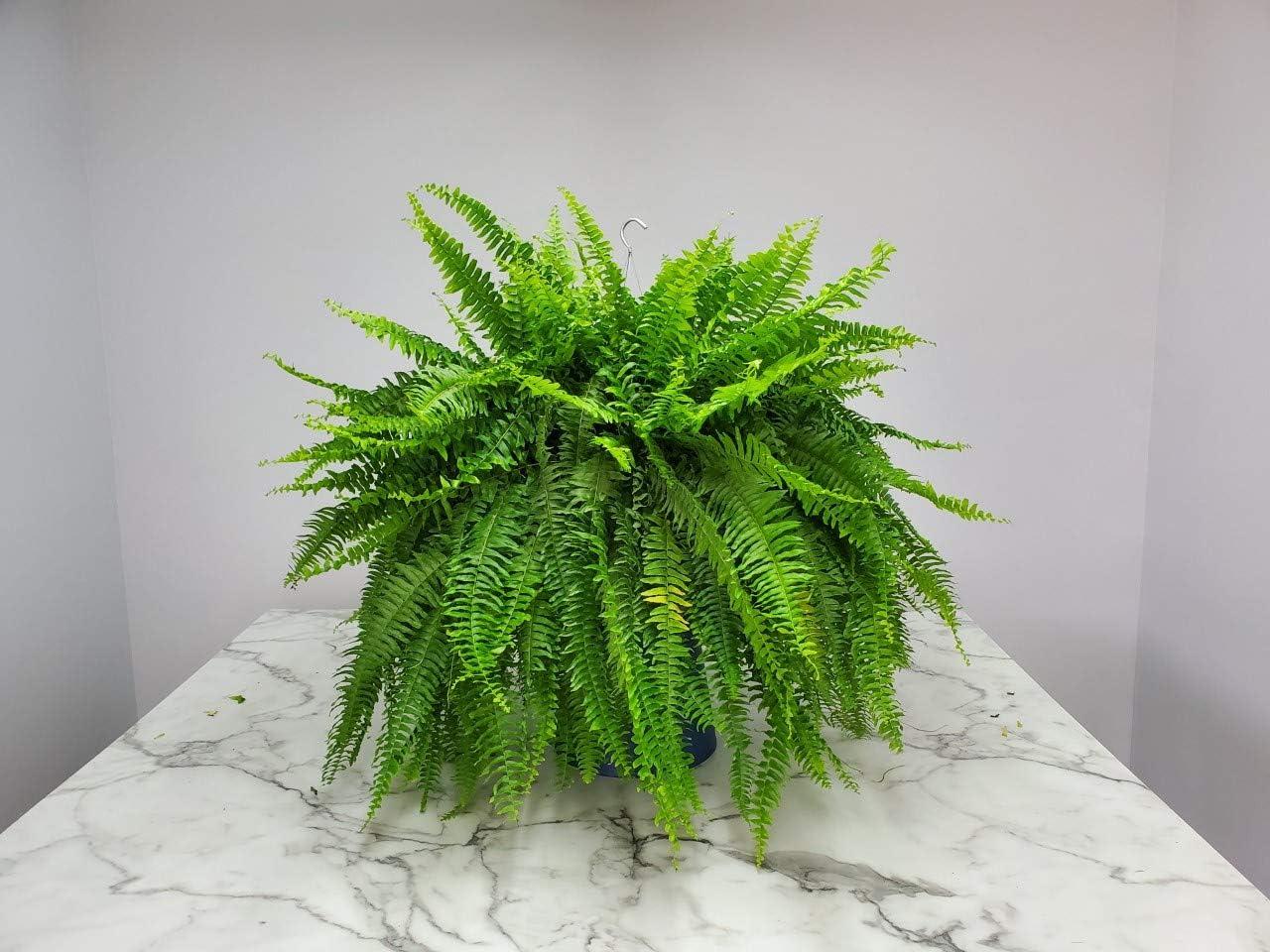 Tropical Plants of Florida 10" Boston Fern Hanging Basket 32" to 34" Wide; Bright, Indirect Sunlight, Large Hanging Plant with Metal Hanger