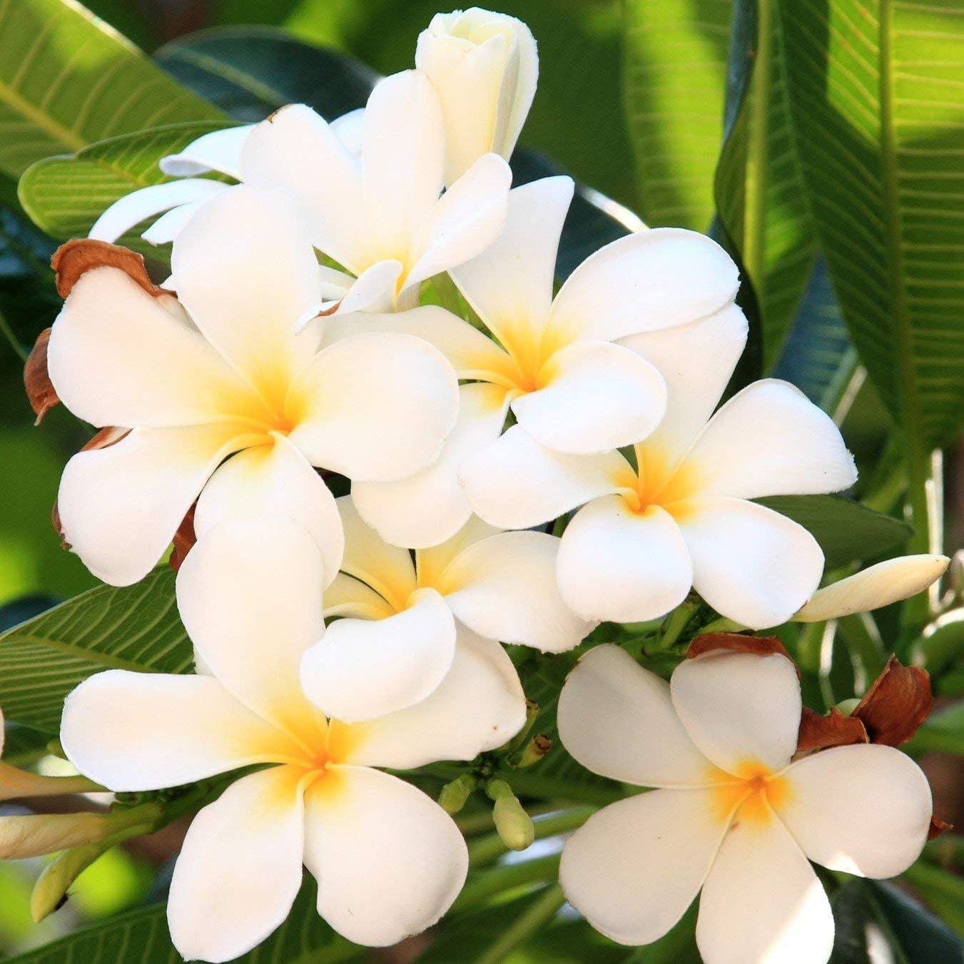 Hawaiian White Plumeria Plant Cutting ~ Grow Hawaii