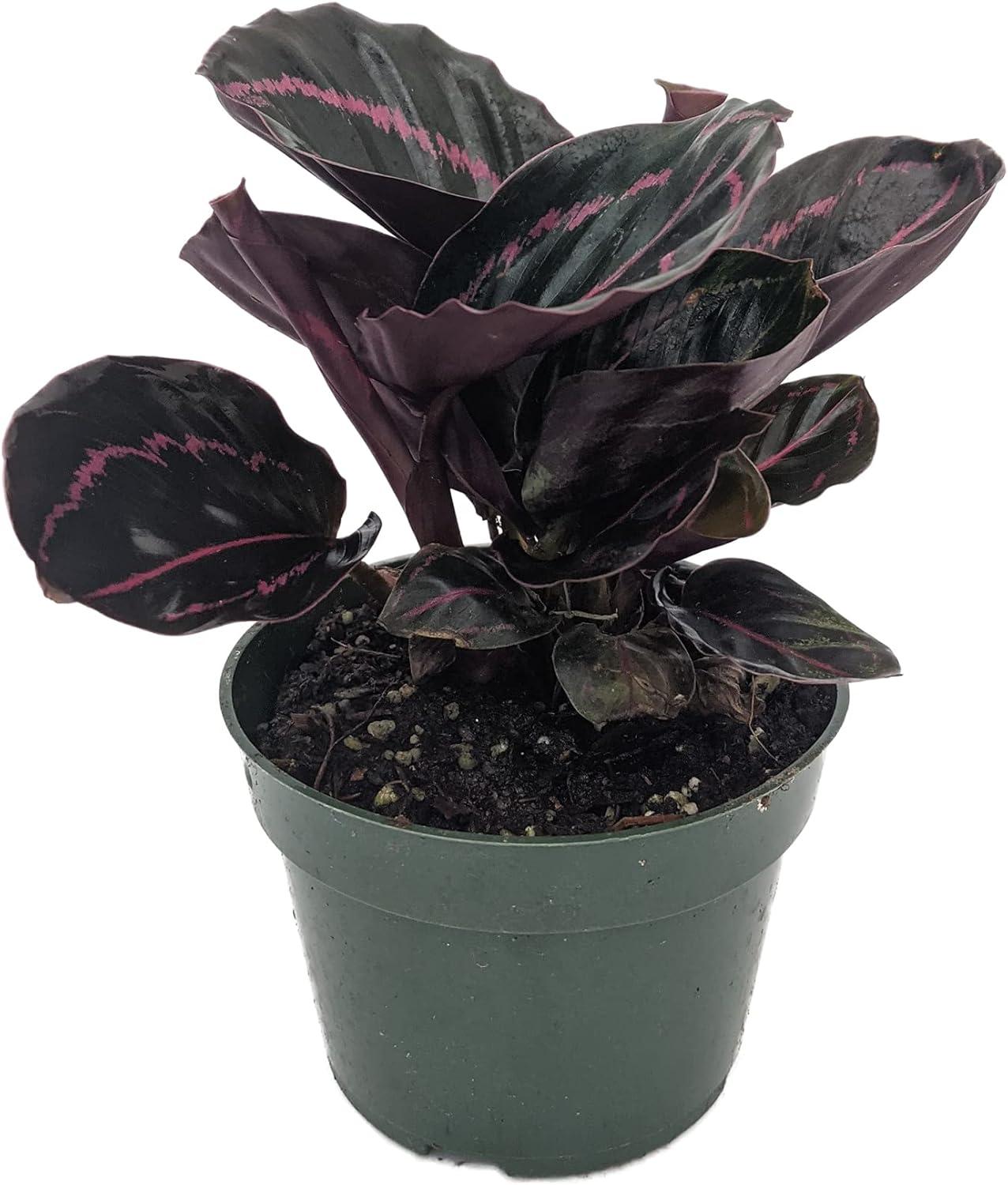 Dottie Rose Painted Prayer Plant in 4" Pot