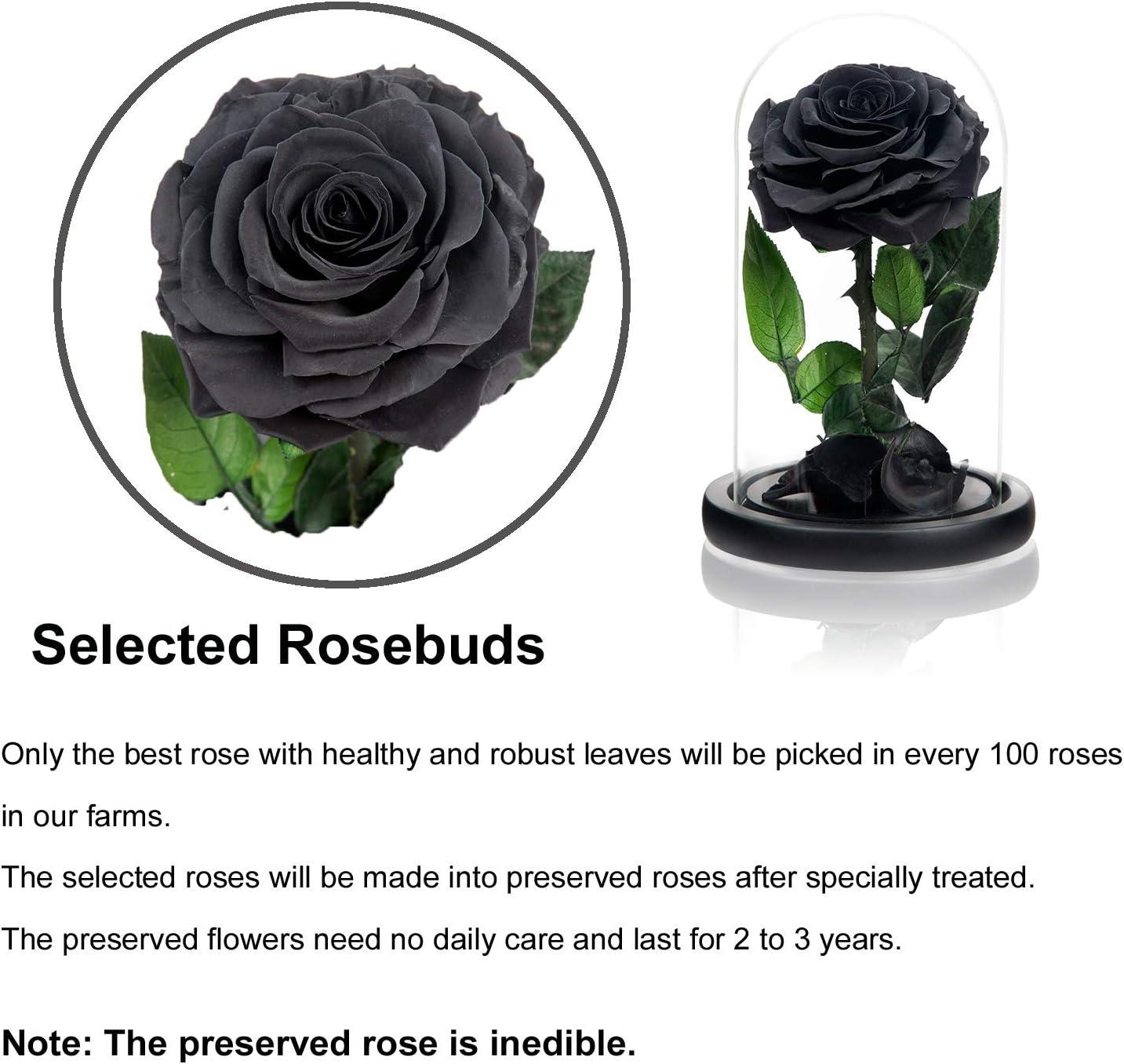 Handmade Preserved Black Rose in Glass Dome for Valentine's Day