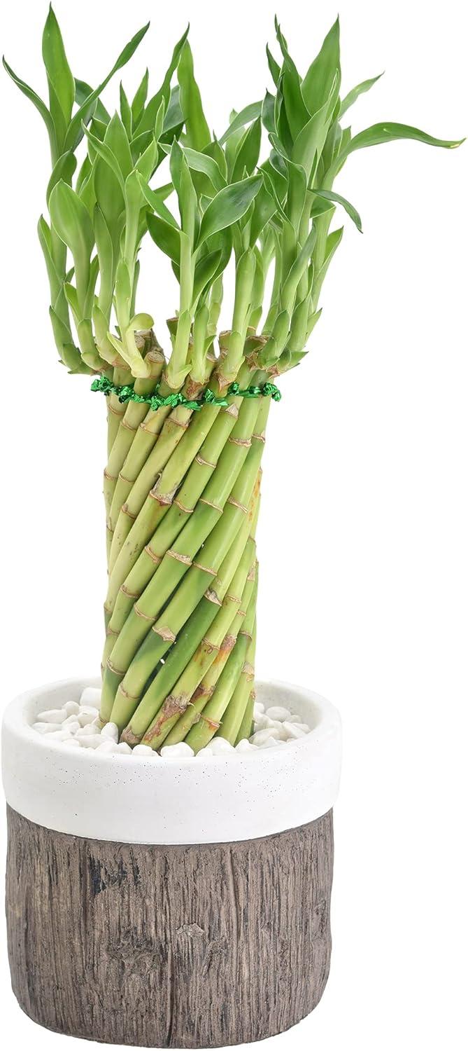 Elegant Tornado Lucky Bamboo in White Ceramic Planter, 13-15" Height