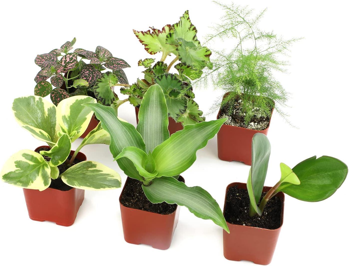 Live Houseplant (6PK) - 6 Air Purifying Plants - Easy Care - 2in Pots - Indirect Sunlight - Altman Plants