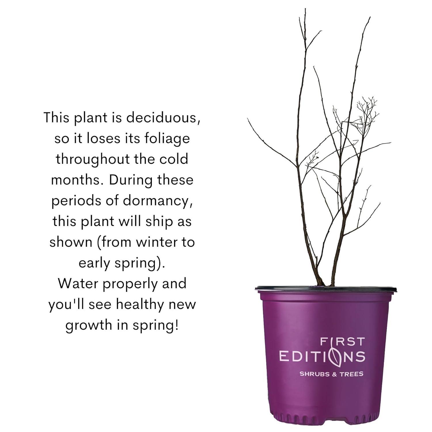 First Editions Crape Myrtle Ruffled Red Magic Live Shrub (2 Gallon)