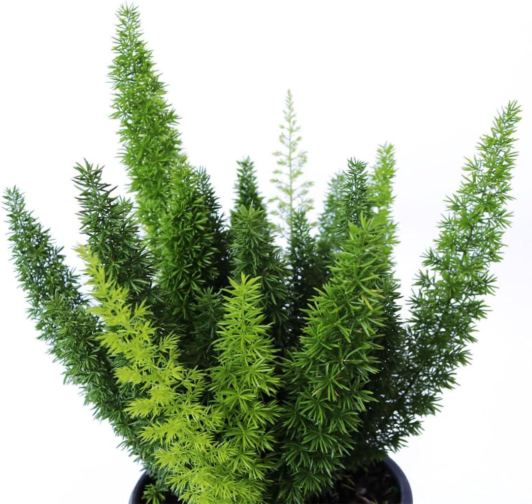 American Plant Exchange Foxtail Fern, Fluffy Live Plant, 6-Inch Pot, Bright, Indirect Light for Home or Garden