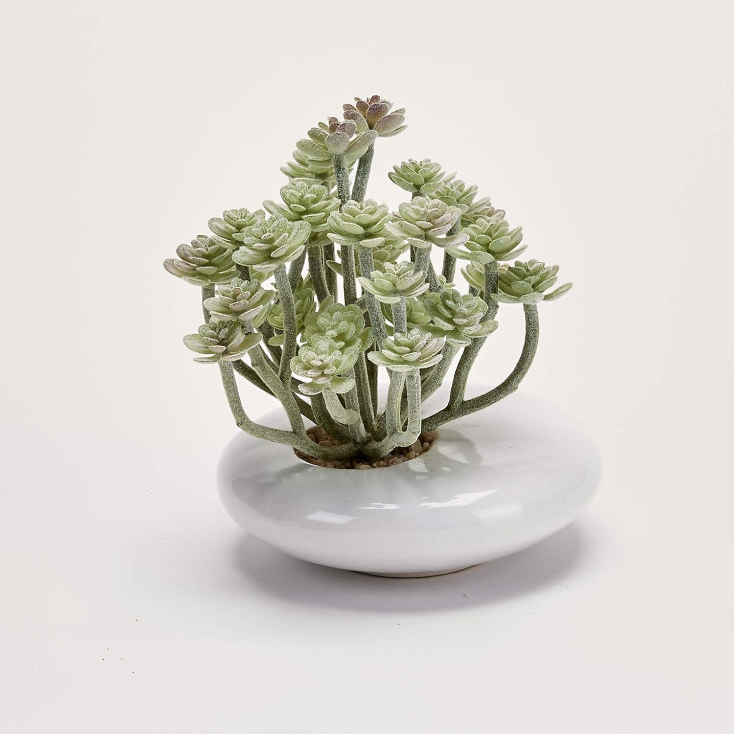 Chic 6'' Green Aeonium Tabletop Succulent in White Ceramic Pot