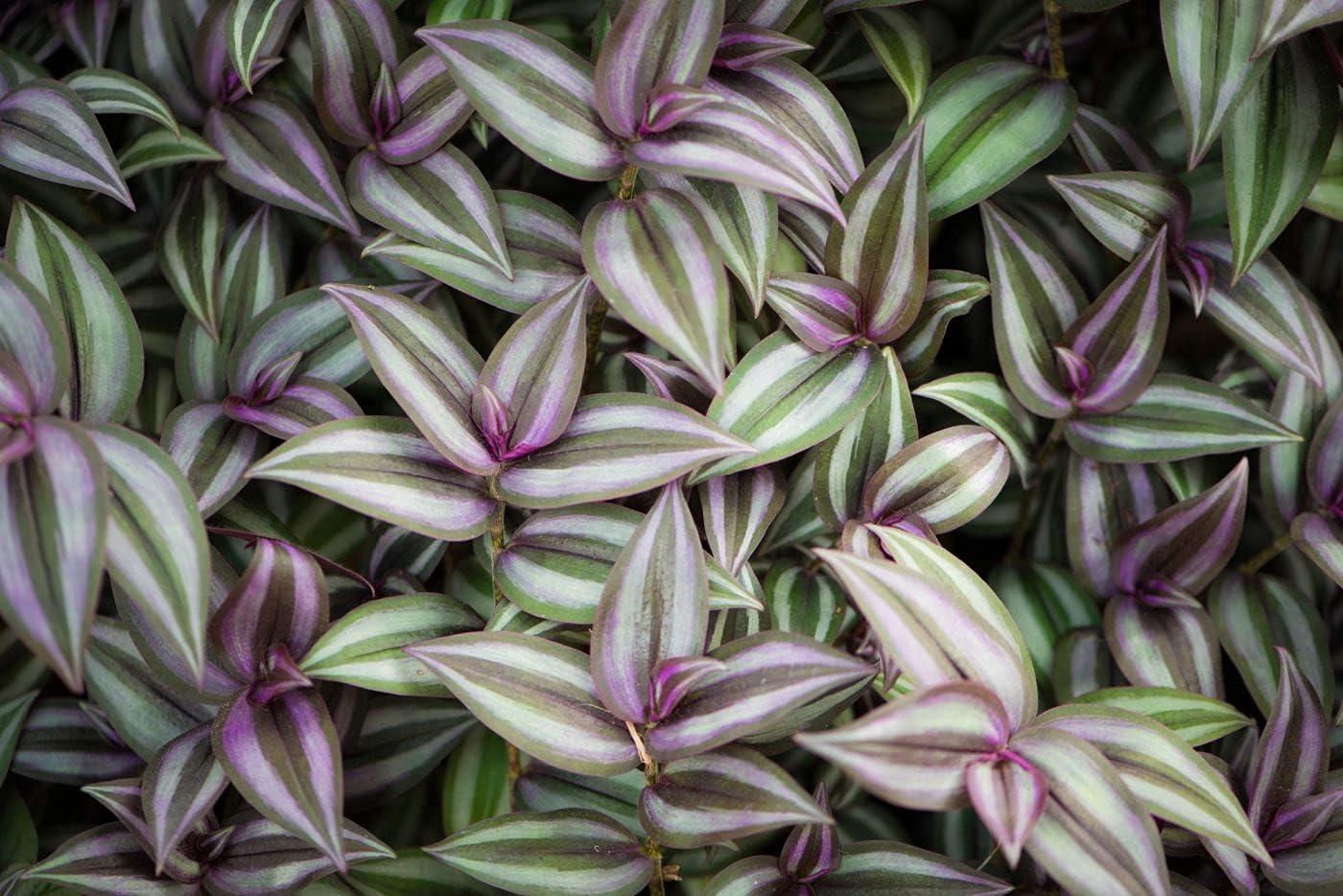 Petite Tradescantia Hanging Basket - 4" Indoor Air-Purifying Plant