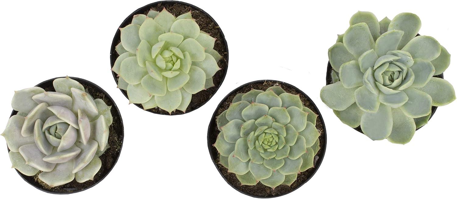 Altman Plants Live Succulent Plants 4-Pack, Echeveria Succulents Plants - Full Sun - 2.5-Inch Pots