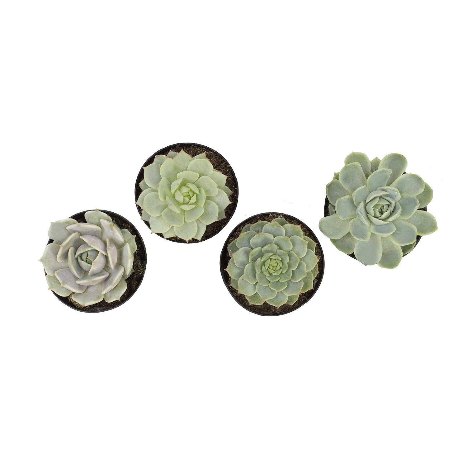 Altman Plants Live Succulent Plants 4-Pack, Echeveria Succulents Plants - Full Sun - 2.5-Inch Pots