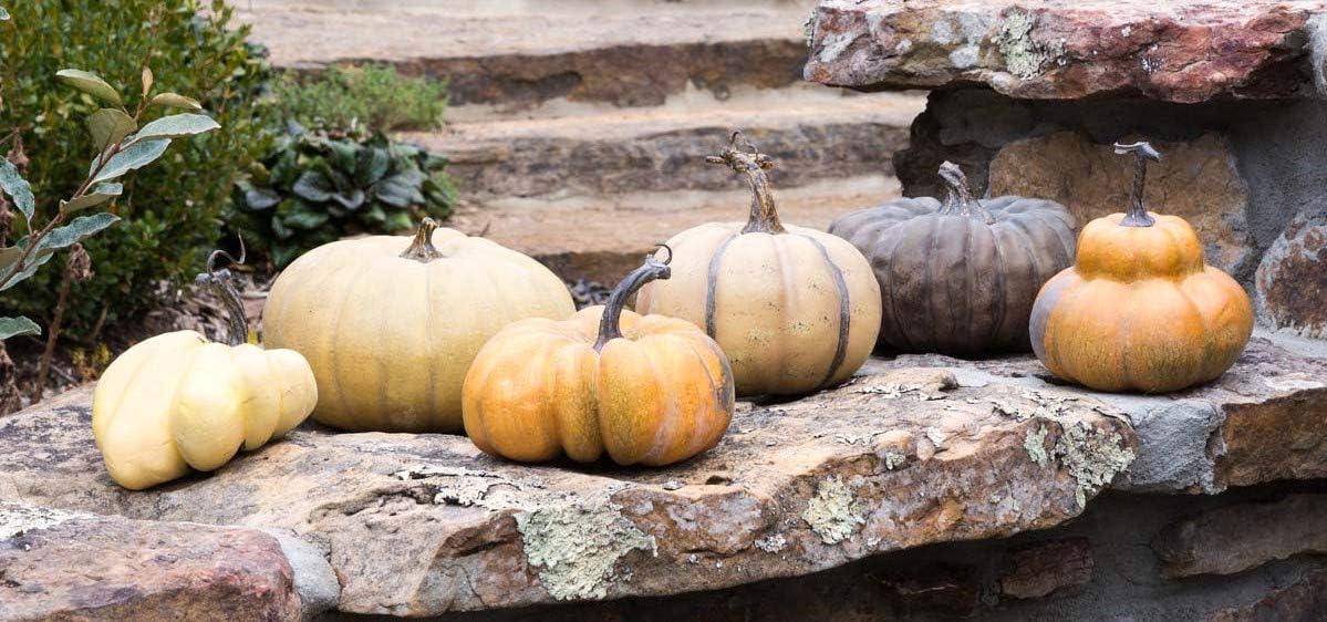 Park Hill Collection, Le Potiron French Pumpkin Collection, Set of 6