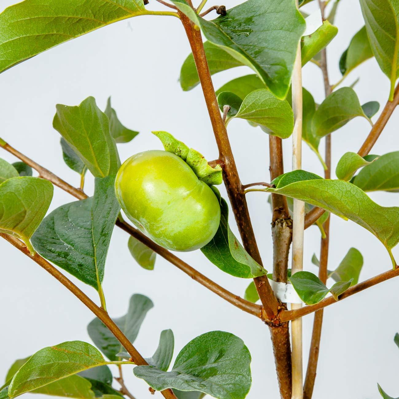 Fuyu Asian Persimmon Tree 4-5 ft with Green Foliage