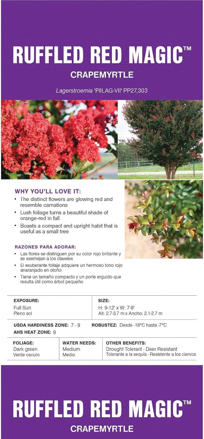 First Editions Crape Myrtle, Ruffled Red Magic (2 Gallon)