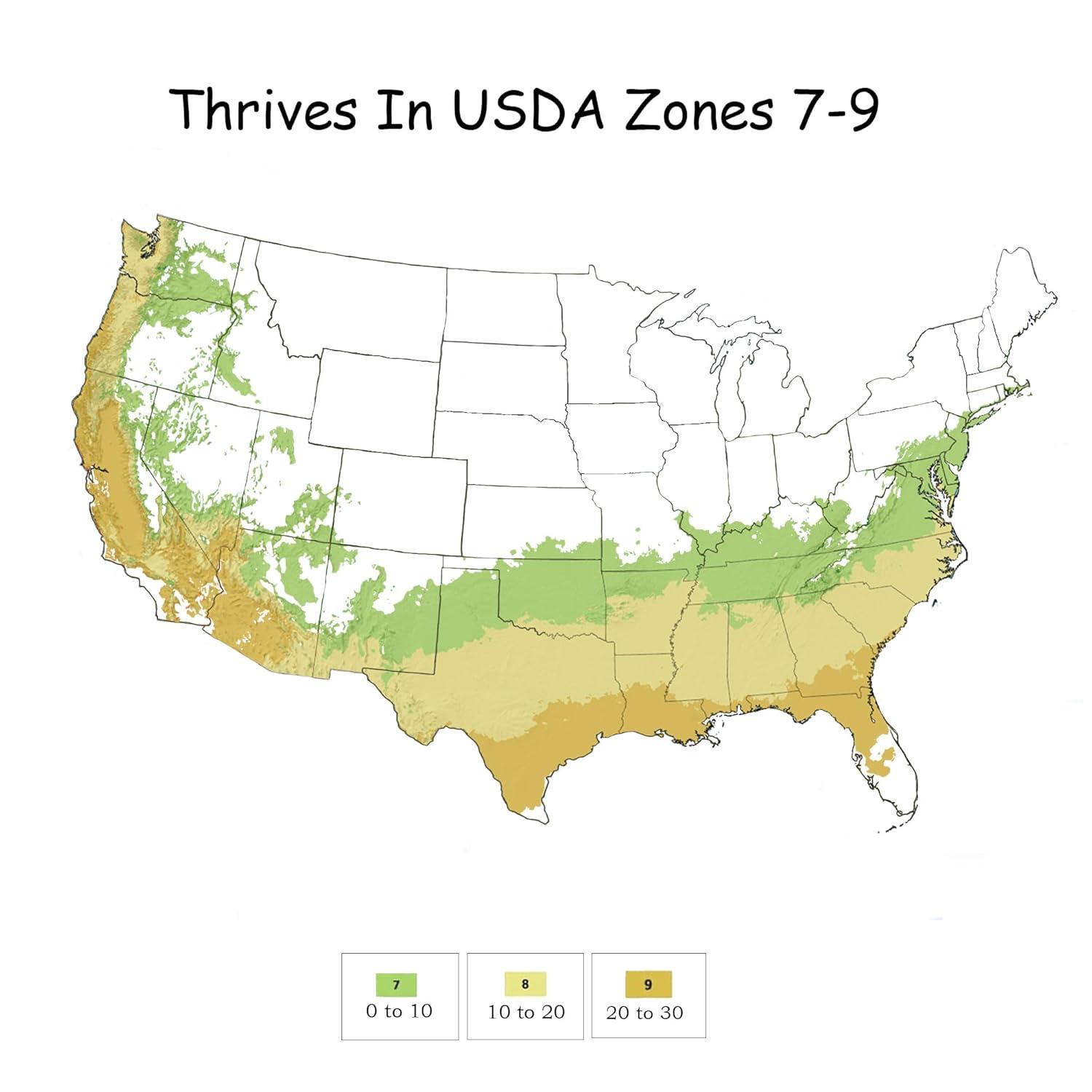 First Editions Crape Myrtle Ruffled Red Magic Live Shrub (2 Gallon)