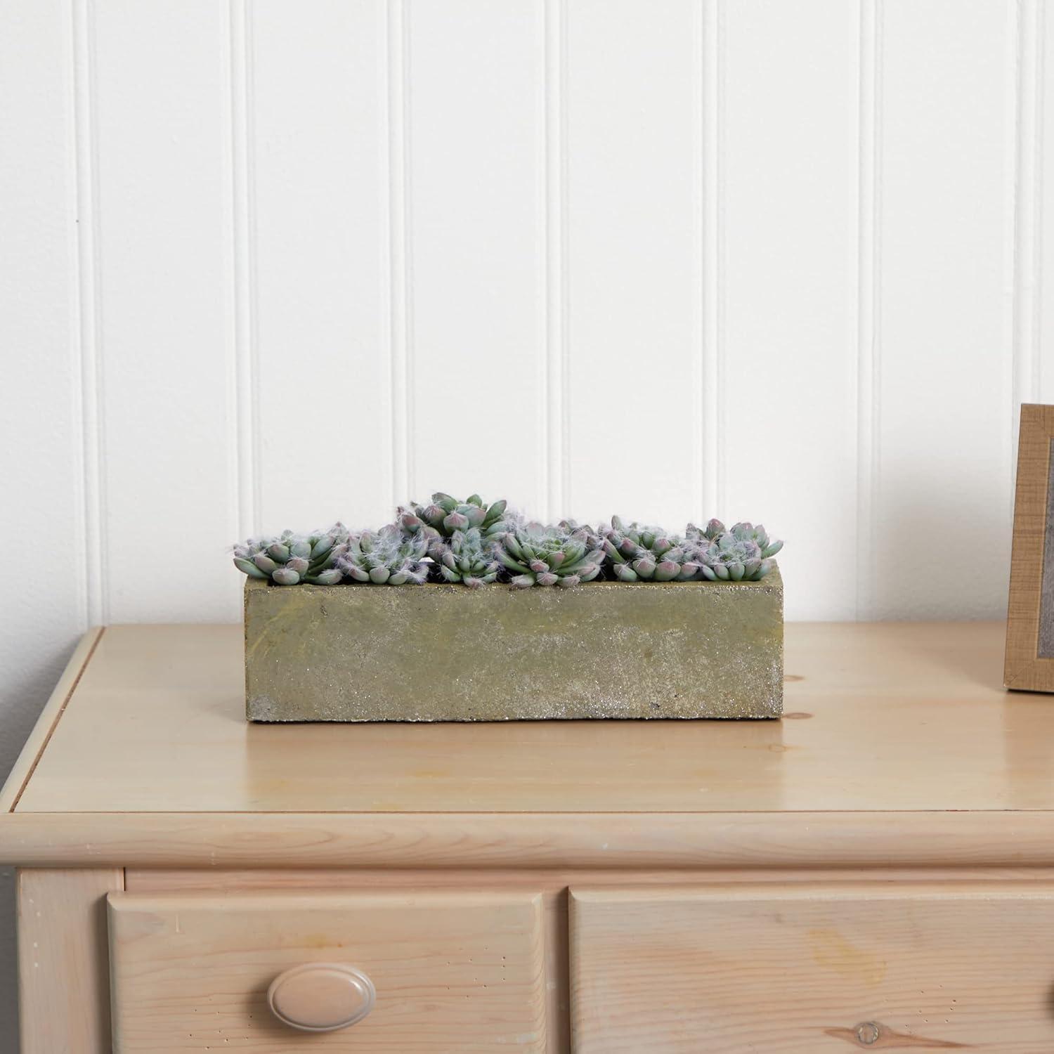 Succulent Garden With Textured Concrete Planter