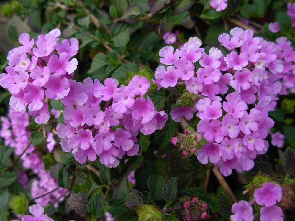 American Plant Exchange Lantana Lavender, 6-Inch Pot, Drought Tolerant Live Plant, Purple Cluster Flowers