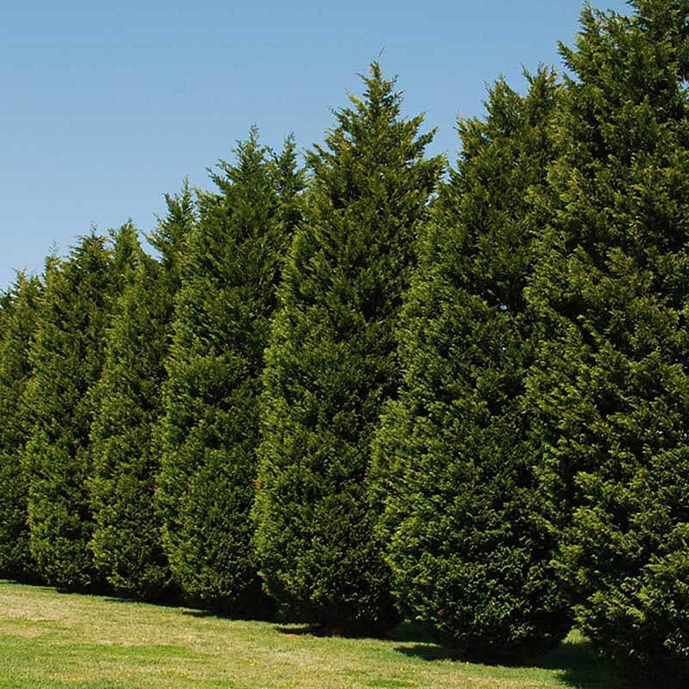 Expert Gardener 2.25 Gallon Leyland Cypress Evergreen Live Shrub