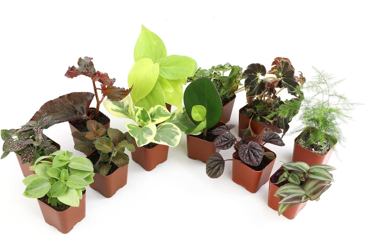 Assorted Indoor Vine Plants 12-Pack in 2" Pots