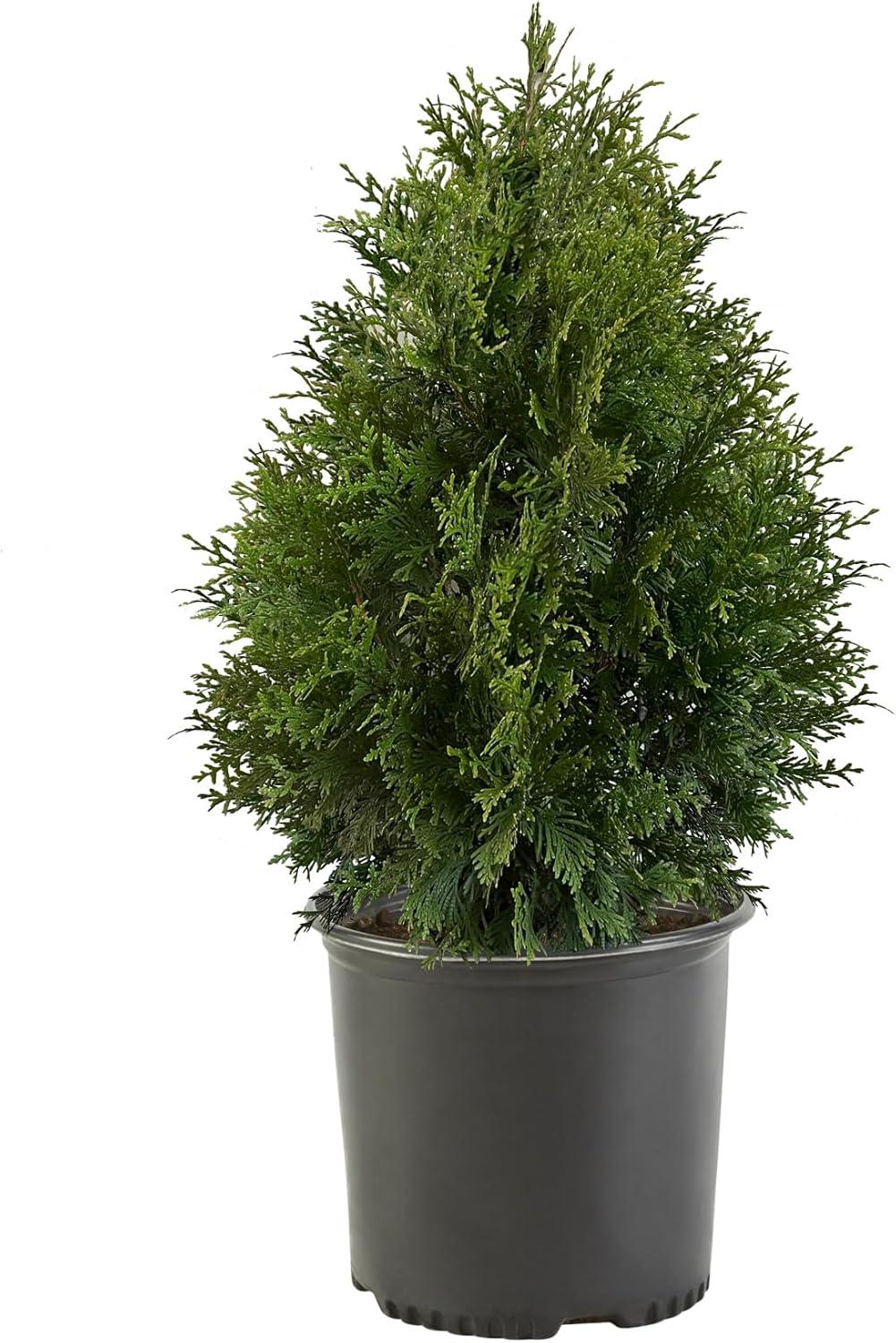 7-Gallon Green Giant Arborvitae Evergreen Shrub