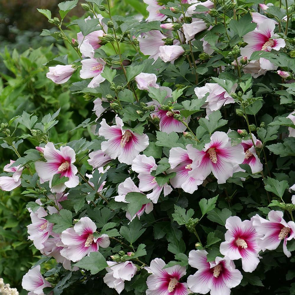 Paraplu Pink Ink Hibiscus in 2-Gallon Container