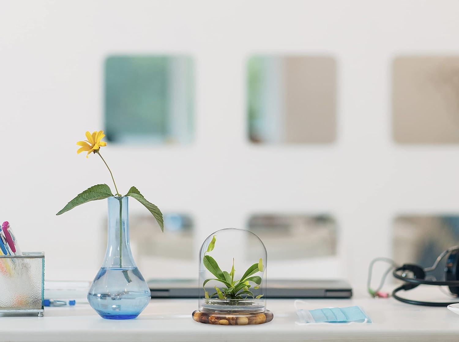 Maintenance Free Live Pitcher Plant (Nepenthes tobaica) Terrarium with Sundew Moss in Self Sustaining Glass Jar, Maintenance Free, Great Unique Gift and Home Décor, 100% Growth Guarantee