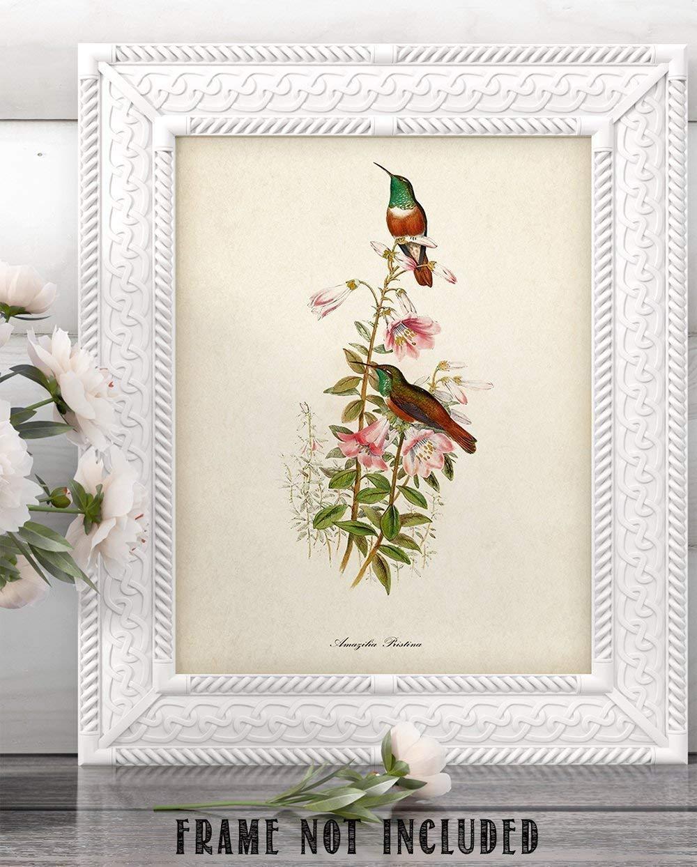 Two Hummingbirds Art Print - 11x14 Unframed Art Print - Great Home Decor and a Great Gift for Bird Watchers