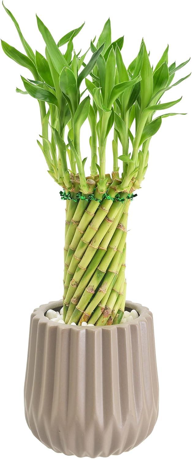 Arcadia Garden Products Live Bamboo Plant in Ceramic Planter