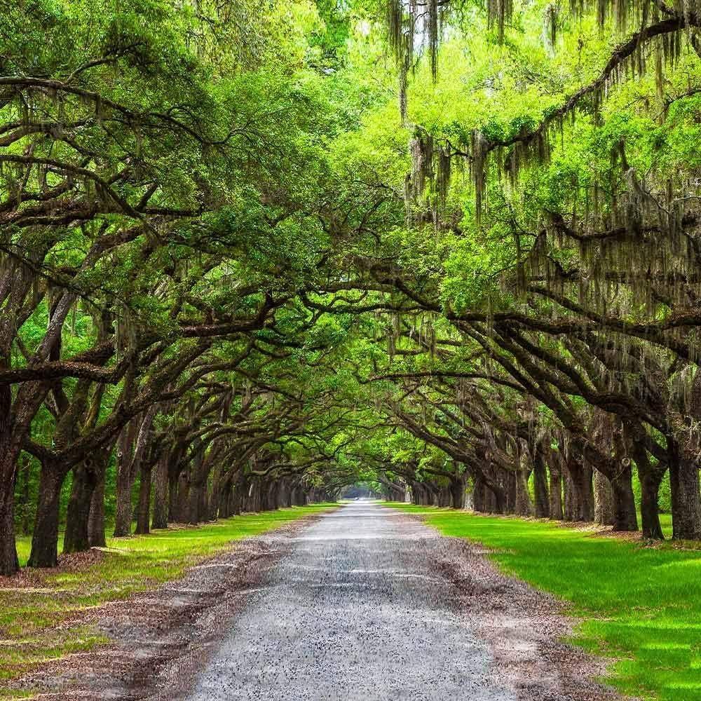 Southern Live Oak Tree with Dark Green Foliage, 3 Live Plants