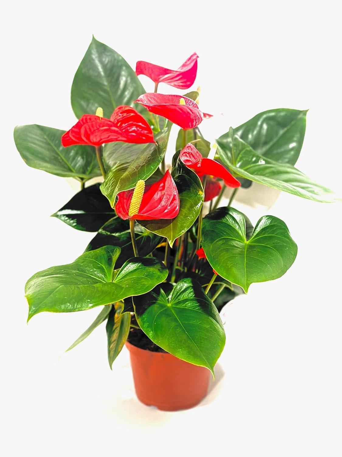 Anthurium Red Flowering Plant in 6" Nursery Pot