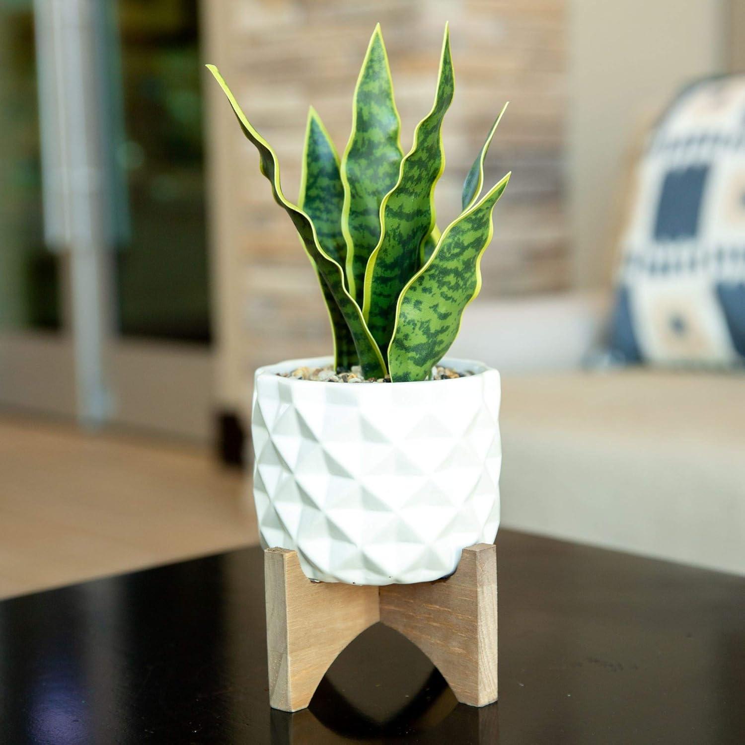 Tabletop Evergreen Succulent in White Ceramic Planter