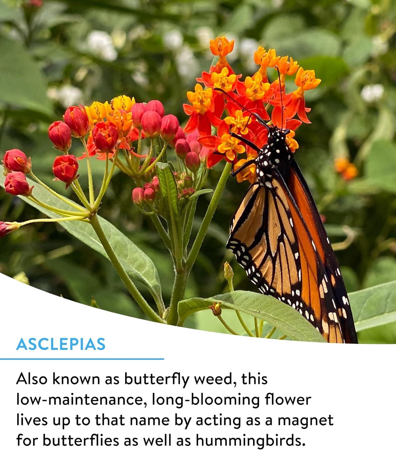 Burpee Hummingbird & Butterfly Mix Wildflower Seeds – Non-GMO, Attracts Pollinators, Annual & Perennial Flowers