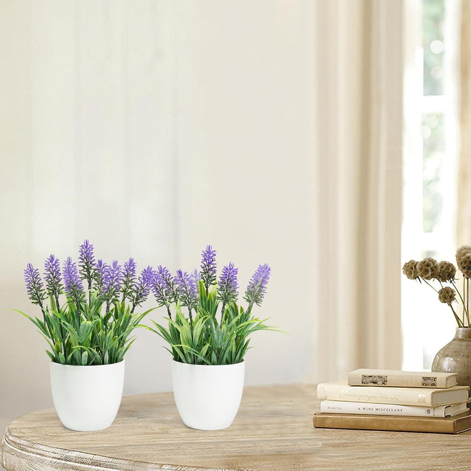 Small Potted Lavender Plants in White Plastic Pots