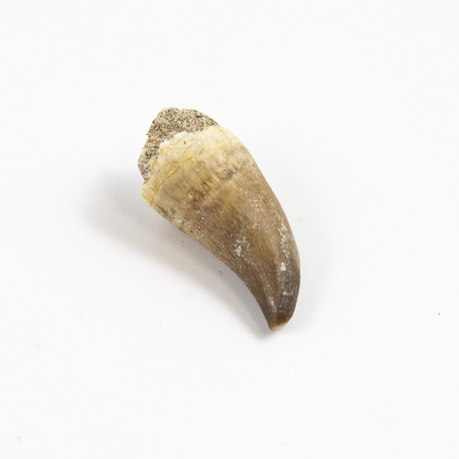 Museum Quality Mosasaurus Teeth - Genuine Mosasaur Dinosaur Tooth from The Late Cretaceous Period - A-Grade Dinosaur Fossils (Set of 10)