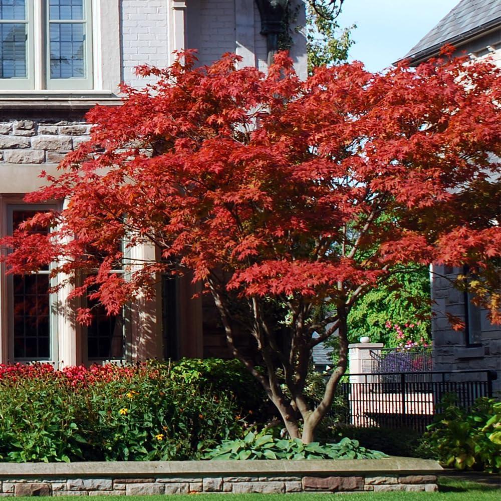 Emperor I Japanese Red Maple Tree in 5-Gallon Container