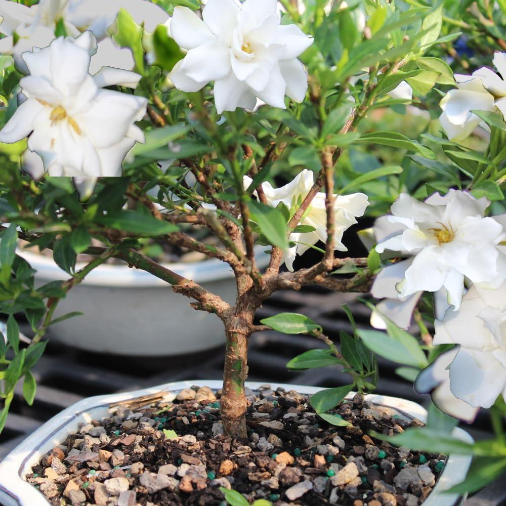 Gardenia Bonsai Tree in Decorative Green Container