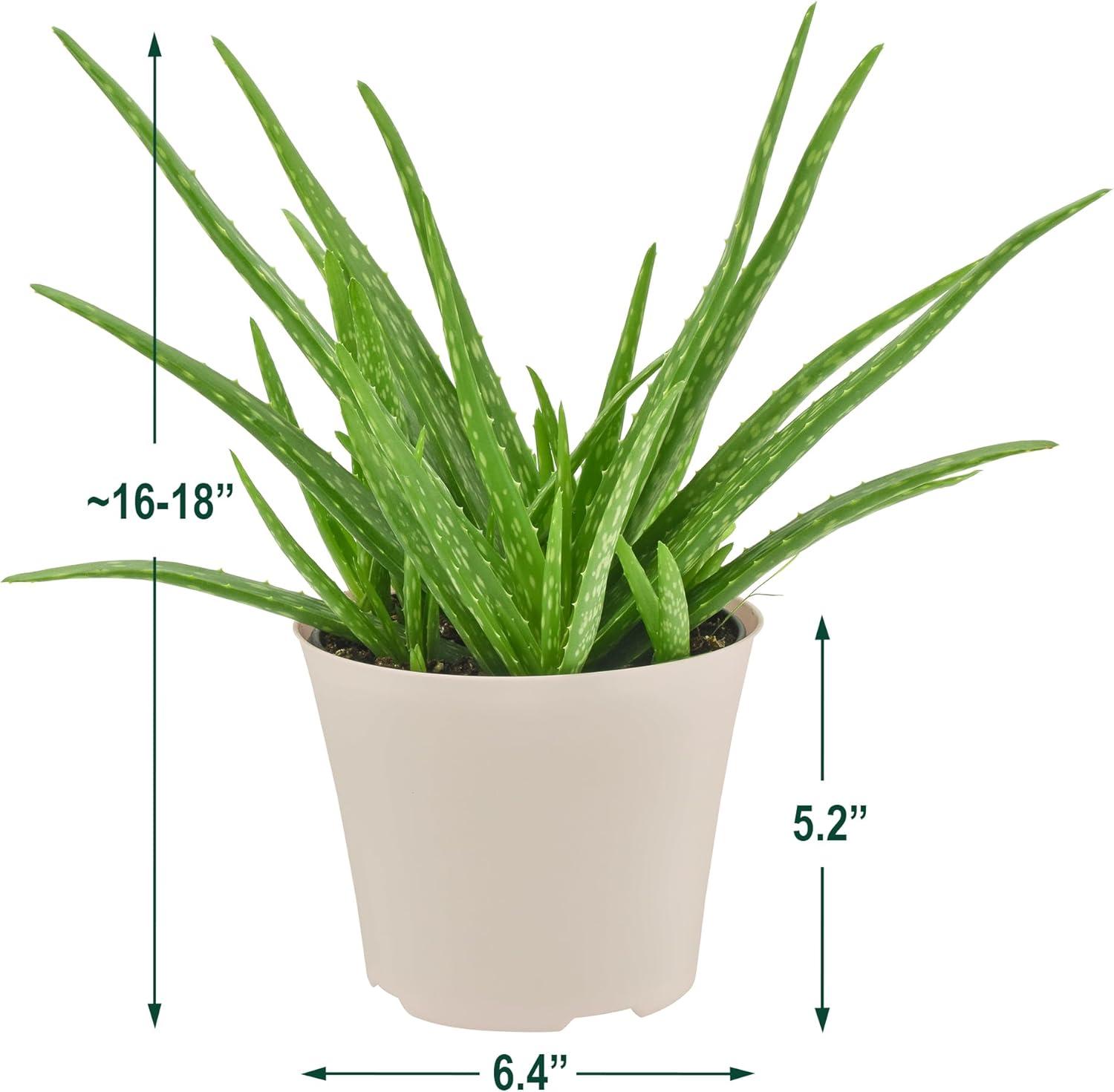 Large Aloe Vera Succulent in Beige Plastic Pot