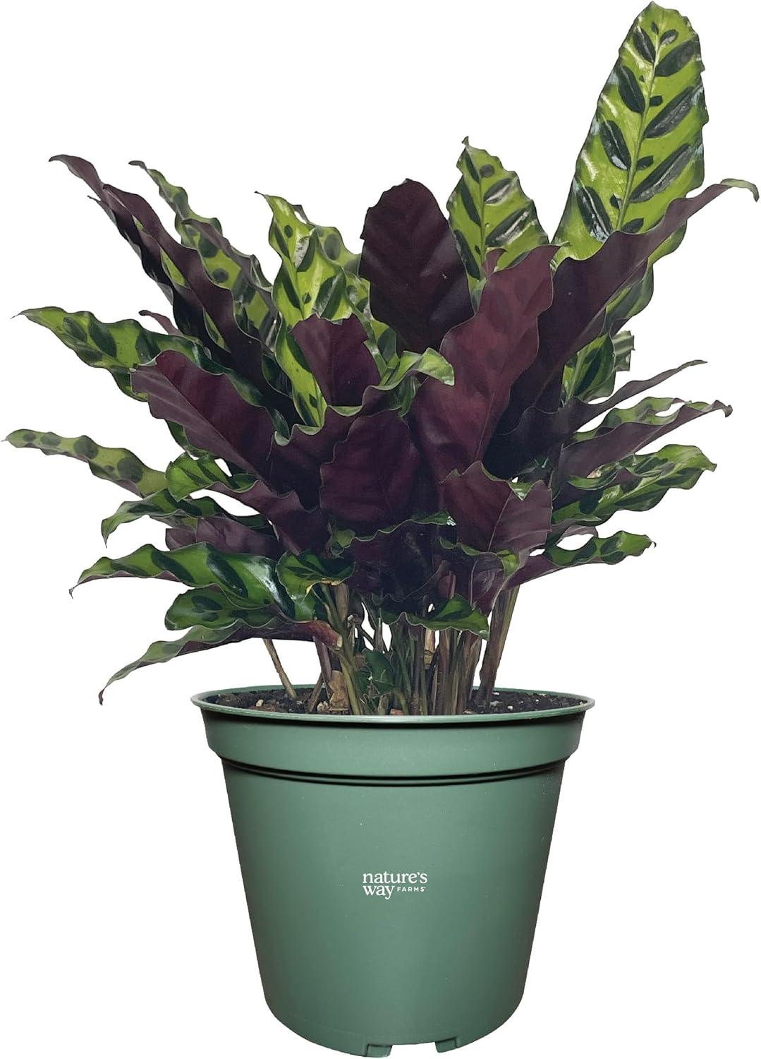 Calathea Rattlesnake Indoor Plant in Green Growers Pot