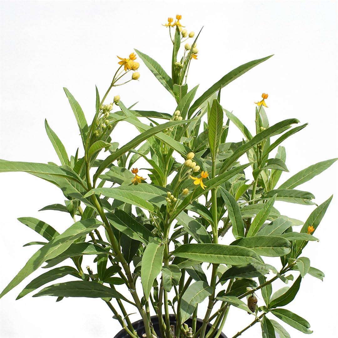 American Plant Exchange Live Flowering Yellow Milkweed, Asclepias tuberosa, 6-Inch Pot