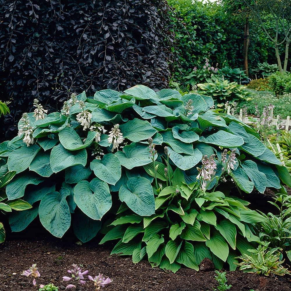 Touch of ECO Live Giant Green Hosta Mixed Plants - 3 Bare Roots - Hardy and Shade Tolerant Plants (Set of 3)