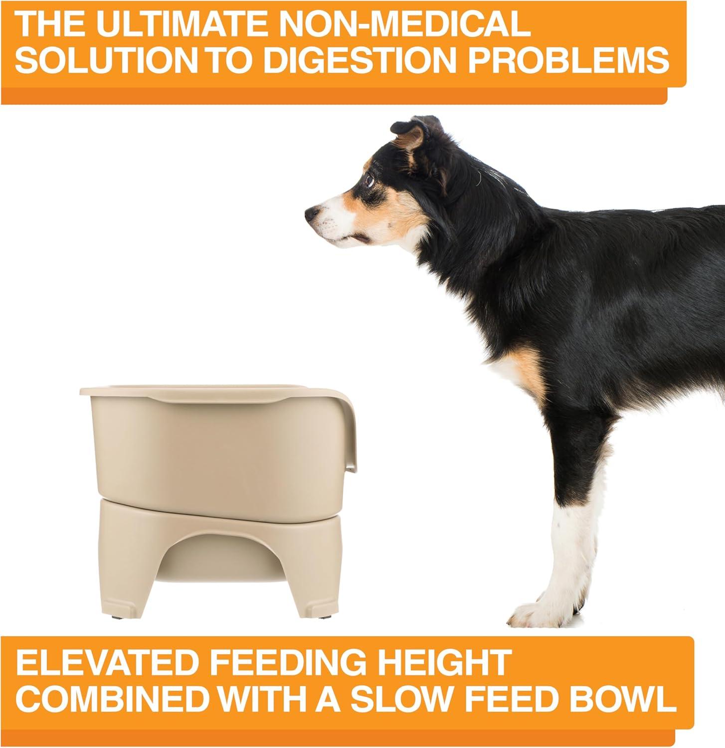 Almond Elevated Stainless Steel Pet Feeder with Slow Feed Bowl