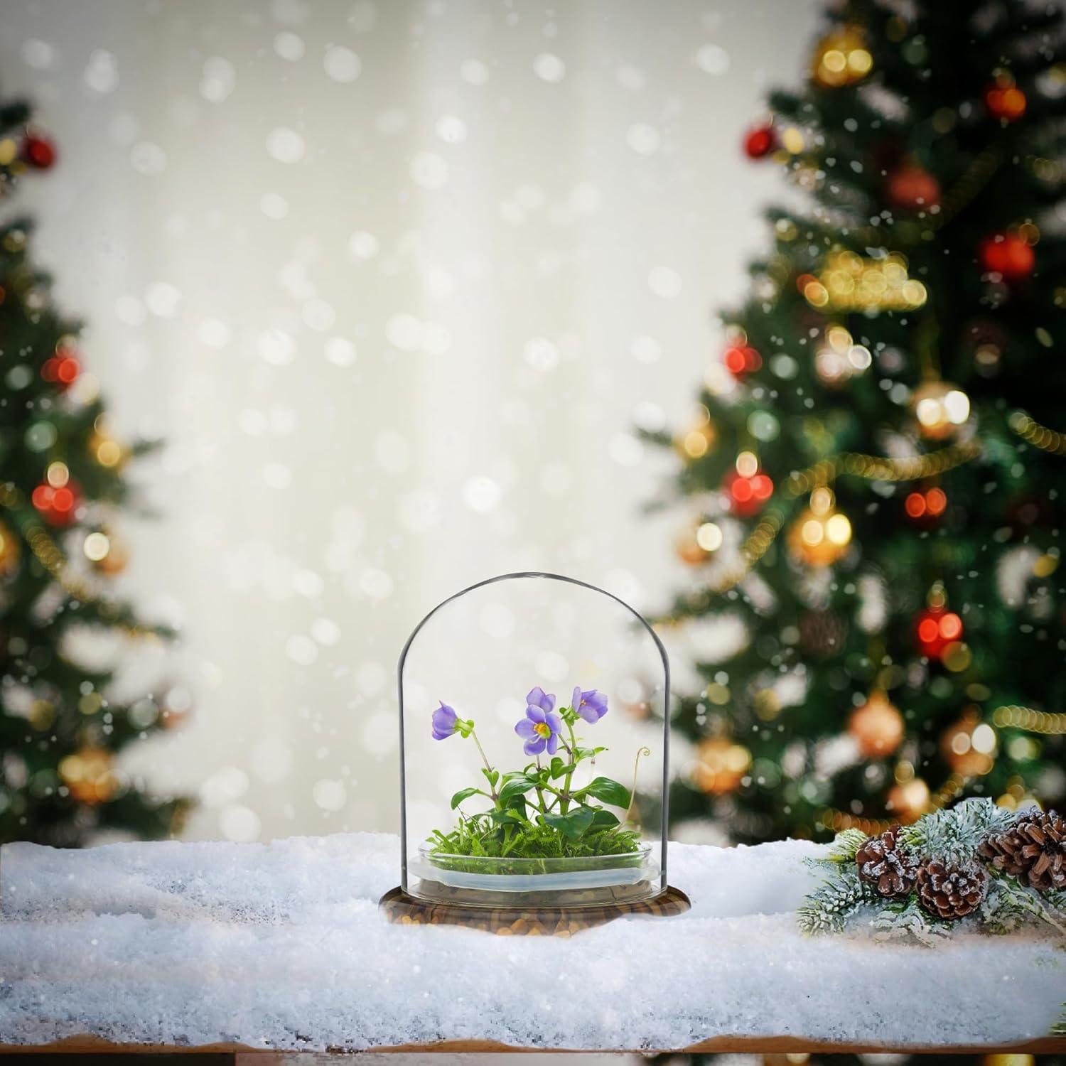 Award Winning: Persian Violet with Sundew Moss - Live Flower Terrarium in Self Sustaining Glass Jar, Maintenance Free and Blooms All-Season, Great Unique Gift and Home Decor, 100% Growth Guarantee