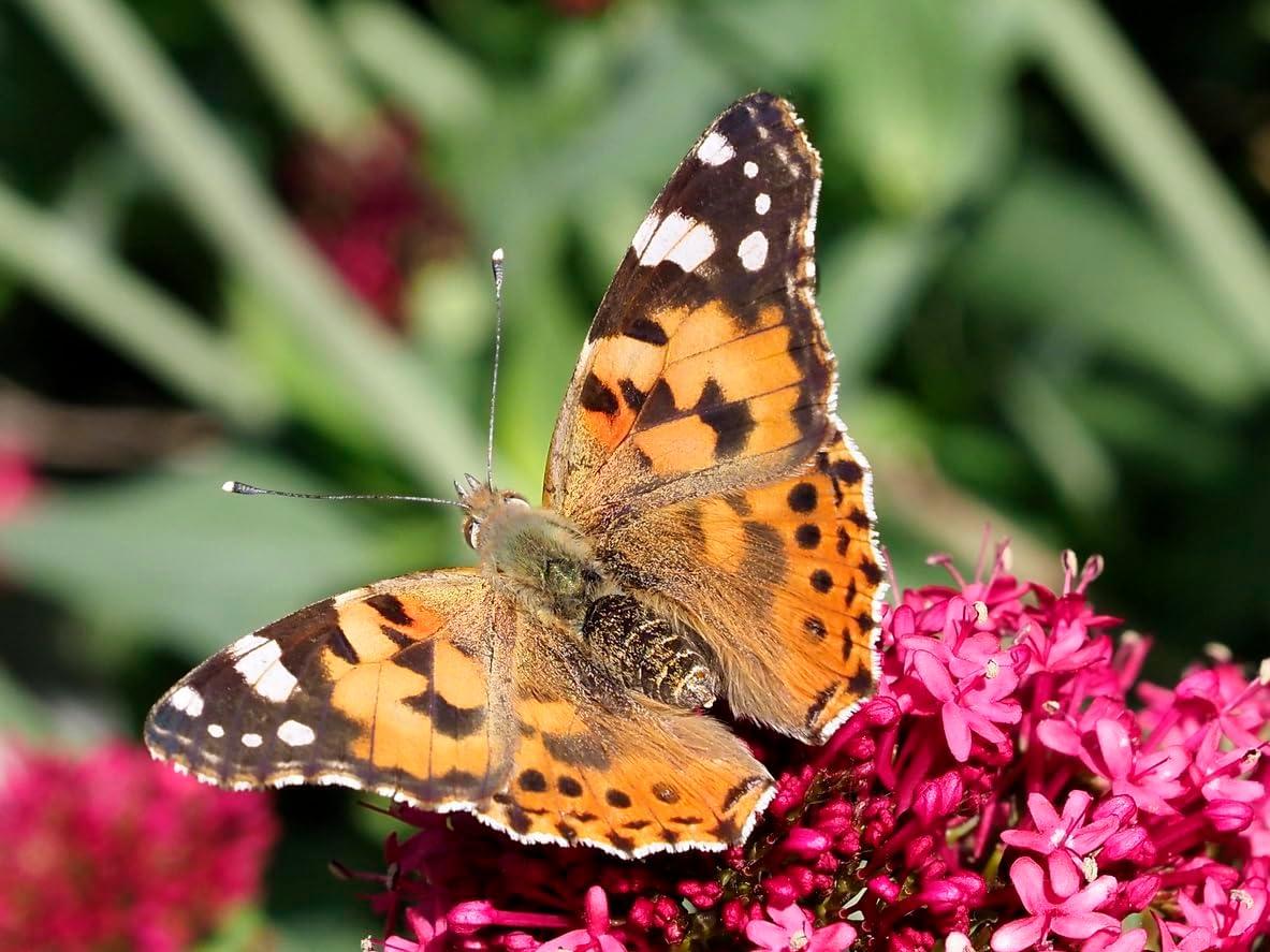 Insect Lore Giant Butterfly Garden® Deluxe Growing Kit - Stem Butterfly Kit w/ Live Caterpillars