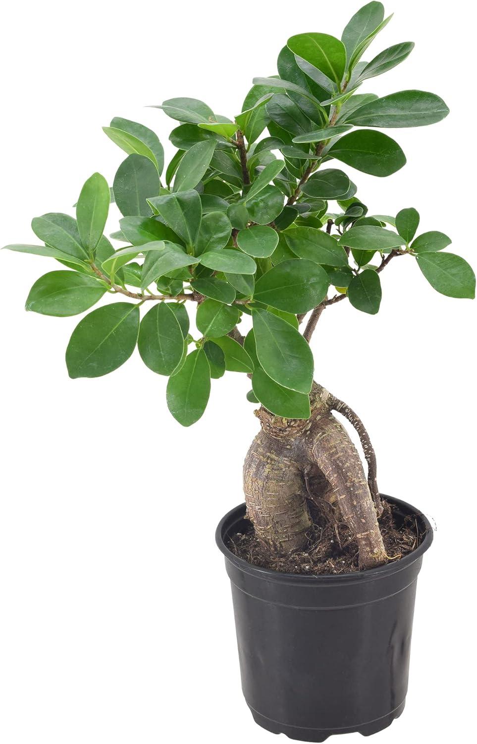 Primrue 13'' Ficus Plant