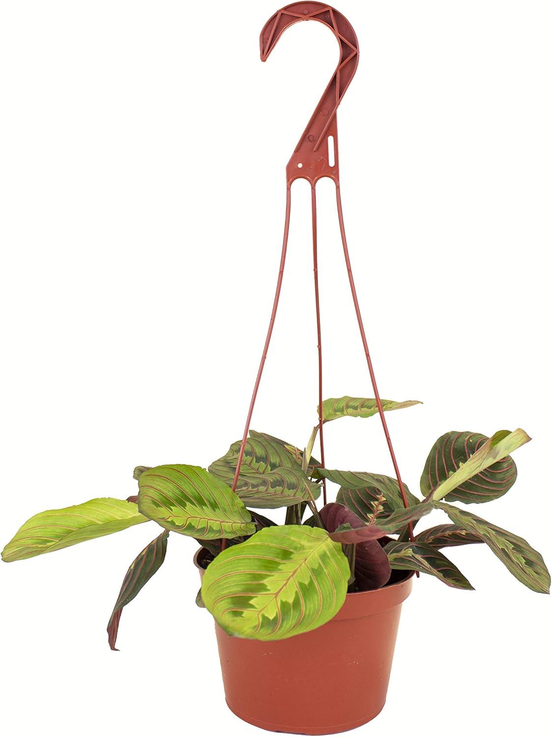 Tropical Maranta Red Prayer Plant with Decorative Leaves, 6" Pot